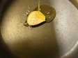 pasta ai due pomodorini