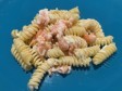 pasta salmone stracciatella pistacchi pasta salmone stracciatella pistacchi